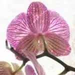 Orchids